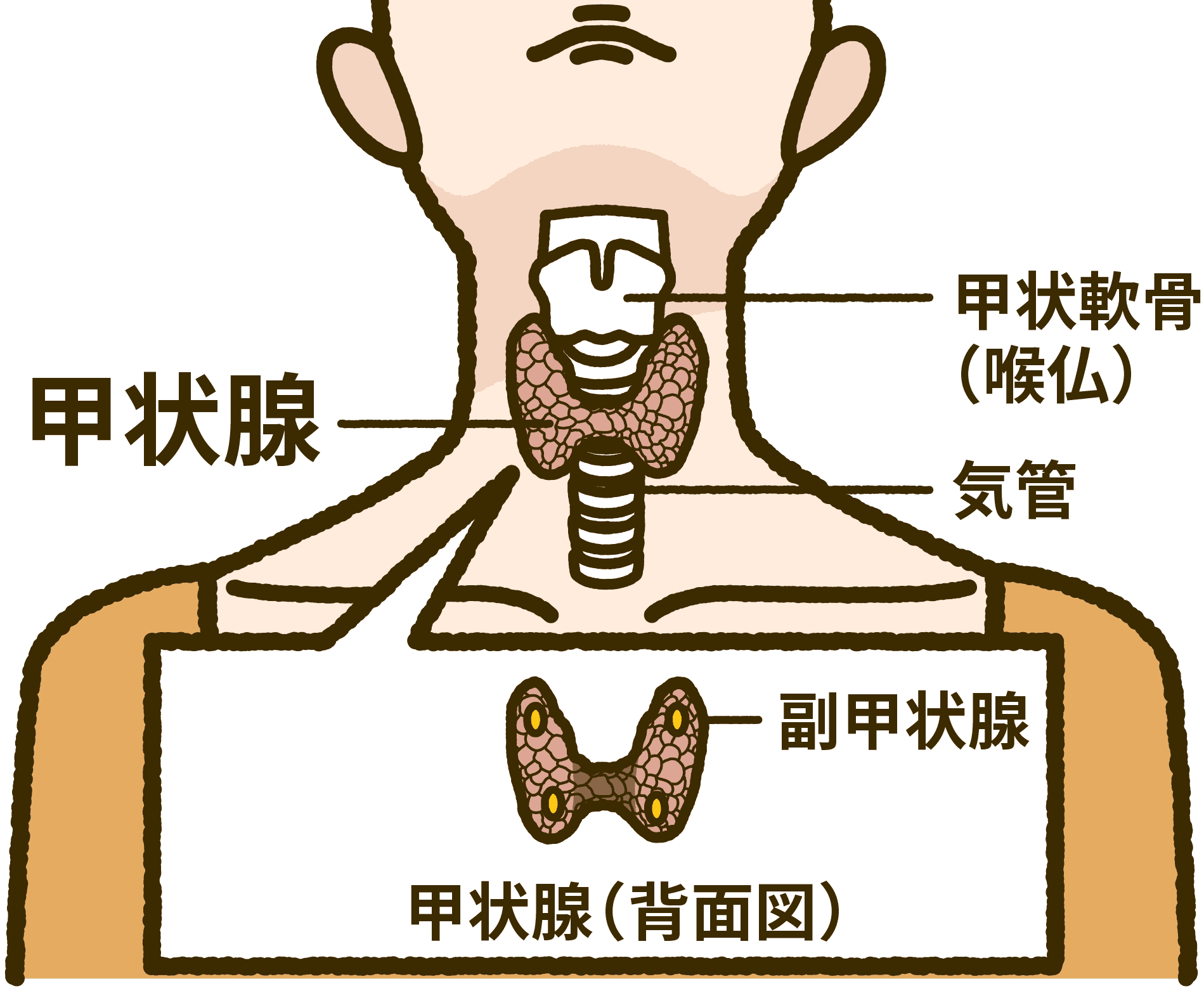 副甲状腺・副甲状腺ホルモンとは