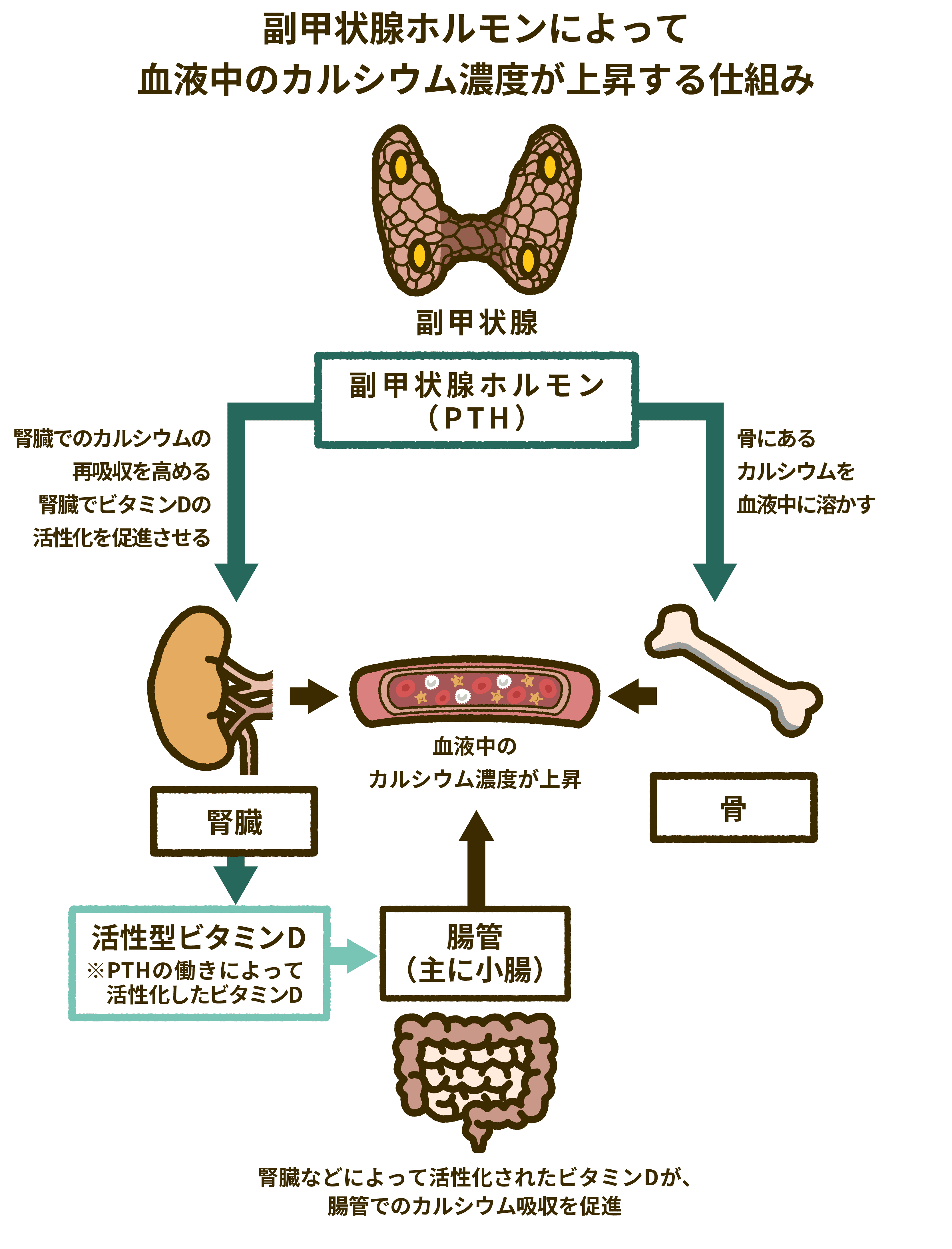 副甲状腺ホルモンによって血液中のカルシウム濃度が上昇する仕組み